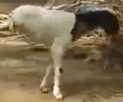 Amazing Two-Legged Goat Walks Like a Person (VIDEO)