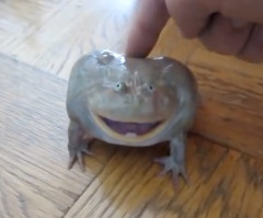 You Won't Believe the Sound That Comes Out of This Frog (VIDEO)