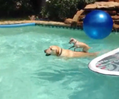 Smart Puppy Gets Out of Having to Swim Across Pool - Watch It and Laugh! (VIDEO)