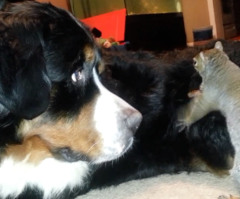 Inventive Squirrel Hides Nut in the Fur of a Dog - Watch and Laugh! (VIDEO)