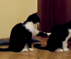 Cat Tries to Apologize to Other Cat, Receives Cold Shoulder in Hilarious Scene (VIDEO)