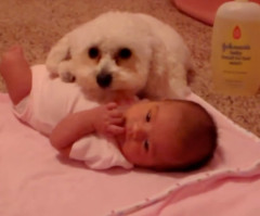 Heroic Toy Poodle Protects Baby Sister From Blow Dryer (VIDEO)