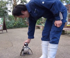 Adorable Baby Penguin Becomes Emotionally Attached to Man, Follows Him Wherever He Goes (VIDEO)