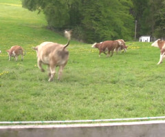 Happy Cows Leap for Joy After Being Let Out for Spring (VIDEO)