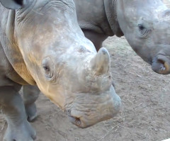 You Won't Believe the Sound These Cute Baby Rhinos Make - But Don't Touch the Horn (VIDEO)