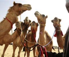 Camels in Genesis Prove Old Testament is 'Very Accurate,' Professor Claims as He Refutes Archaeologists' Findings