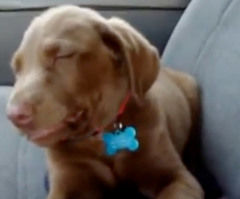 Adorable Chocolate Lab Puppy Tries Its Best to Stay Awake (VIDEO)