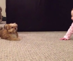 Puppy and Baby Have Cutest Conversation Ever (VIDEO)