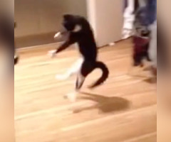 Cat Hops Into Surprise Dance and Leaves Owner Laughing Out Loud (VIDEO)