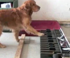 Adorable Golden Retriever Plays 'Old MacDonald' on the Piano (VIDEO)