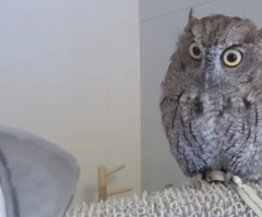 Baby Screech Owl Takes Bath, Gets Blow Dried in Adorable Spa Treatment (VIDEO)