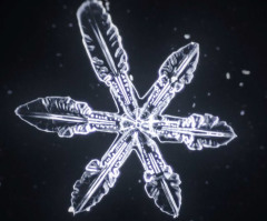 See the Miraculous Beauty of How Snowflakes Form (VIDEO)