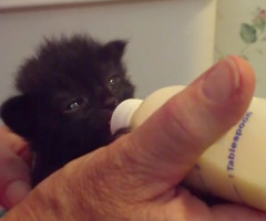 Adorable Kitten Wiggles Her Ears While Eating (VIDEO)