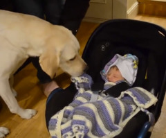 Dogs Meeting Babies for the First Time Will Put a Smile on Your Face (VIDEO)