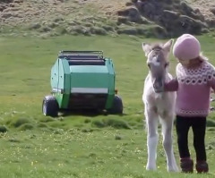 Icelandic Girl and Rescued Foal Might Be the Cutest Friends You've Ever Seen (VIDEO)