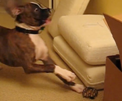 Boxer Puppy Goes Nuts Over a Bag of Marbles and It's Hilarious (VIDEO)