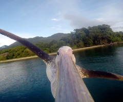 Take a Ride on an Orphaned Pelican's Beak as It Learns to Fly (VIDEO)