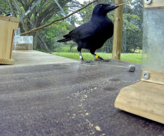 Crow Solves Historically Complex Puzzle - They're Much Smarter Than You Think (VIDEO)