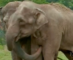 Two Crippled Elephants Meet After 22-Year Separation - See Heartwarming Reunion (VIDEO)