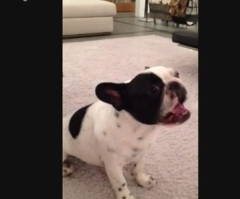 Adorable Dog Performs Hallelujah in the Living Room for His Family – Cutest Performance You Will Ever See! (Video)