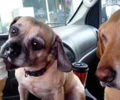 Two Dogs Eat Ice Cream and There's a Hilarious Reason Daisy Goes First (VIDEO)