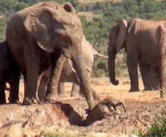 Mama Elephant Rescues Calf From Dangerous Mud Pit - Nature Drama With a Happy Ending (VIDEO)