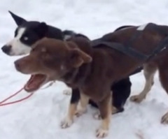 It Sounds Like This Dog is Tired of Listening to Humans Talk (VIDEO)