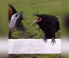 Raven Comes to Humans for Help, Gets Porcupine Quills Removed (VIDEO)