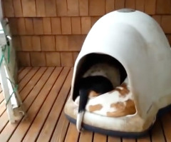 You Won't Believe How Many Basset Hounds Can Fit in This Doghouse (VIDEO)