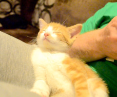 This Drowsy Kitten May Be the Cutest Thing You See All Week (VIDEO)