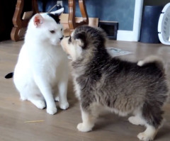 Puppies Meet a Cat for the First Time and It's Extremely Adorable (VIDEO)