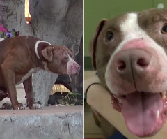 Sick, Neglected Pit Bull Rescued and Makes Amazing Recovery - See His Dramatic Transformation (VIDEO)