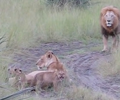 Zoo Kills 4 Lions After Euthanizing Giraffe Weeks Ago (PHOTOS)