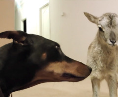 Newborn Lamb Meets Doberman and Cat, Shows Them Who's Boss (VIDEO)