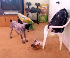 Mean Puppy Shows Big Dog Who's Boss, Hoards Bowl of Food All for Herself (VIDEO)