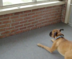 You Won't Believe What Has This Boxer Terrified (VIDEO)