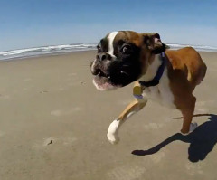 Watch This Inspiring Two-Legged Boxer Have the Most Fun Possible on His First Trip to the Beach (VIDEO)