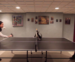 Adorable Kitty Tries to Play Ping Pong But Doesn't Quite Get It (VIDEO)