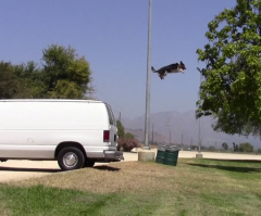 Most Talented Dog Ever? You Have to See This Border Collie's Amazing Tricks to Believe Them (VIDEO)