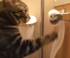 Most Courteous Cat Ever? Kitty Re-Rolls Toilet Paper After Unrolling It (VIDEO)