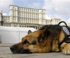 K-9 Killed in Portland Shootout: 'Mick Saved My Life,' Says Wounded Officer (VIDEO)