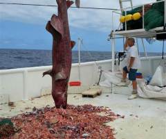 Fisherman Catches Goblin Shark and It's as Creepy as It Sounds - See This Rare Sea Creature for Yourself (PHOTO)