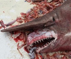 Goblin Shark Caught: 'Man, He's Ugly!' Says Shrimp Fisherman (PHOTO)