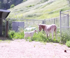 Depressed Goat Refuses to Eat for 6 Days After Separation From Donkey Friend - Watch Extraordinary Reunion (VIDEO)