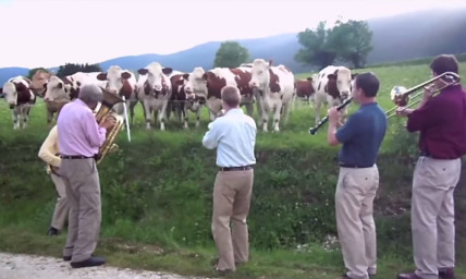 Watch This Jazz Band Play for the Most Attentive Audience - a Herd of Cows (VIDEO)