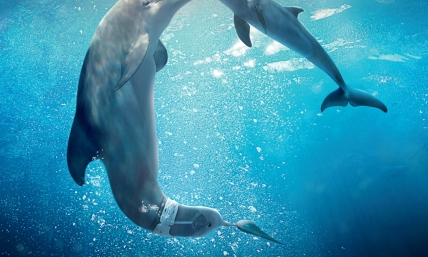 'Dolphin Tale 2' Stars Discuss Faith, Poster and Trailer for Inspiring Film Released (VIDEO)