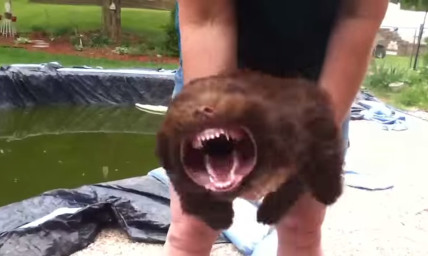 Dog Goes So Hilariously Nuts Over Leaf Blower, You Won't Even Recognize Him (VIDEO)