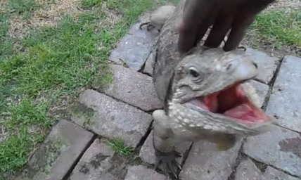 Watch This Pet Eagerly Greet Its Owner When He Comes Home – But It's Not a Dog (VIDEO)