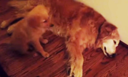 Puppy Tries to Comfort Dog Having Nightmare, and It's Unbelievably Sweet