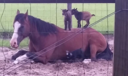 Watch These Baby Goats Play an Adorable Game of 'King of the Hill' on a Very Patient Horse